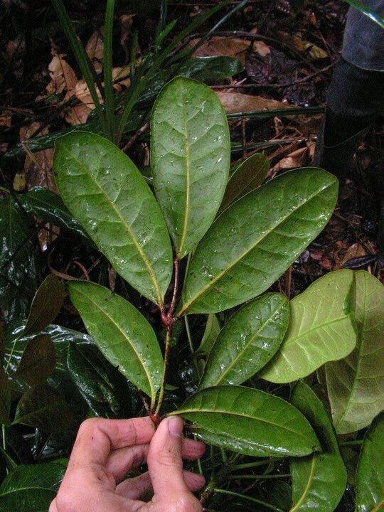 An infusion made from catuaba leaves will increase potency before intercourse