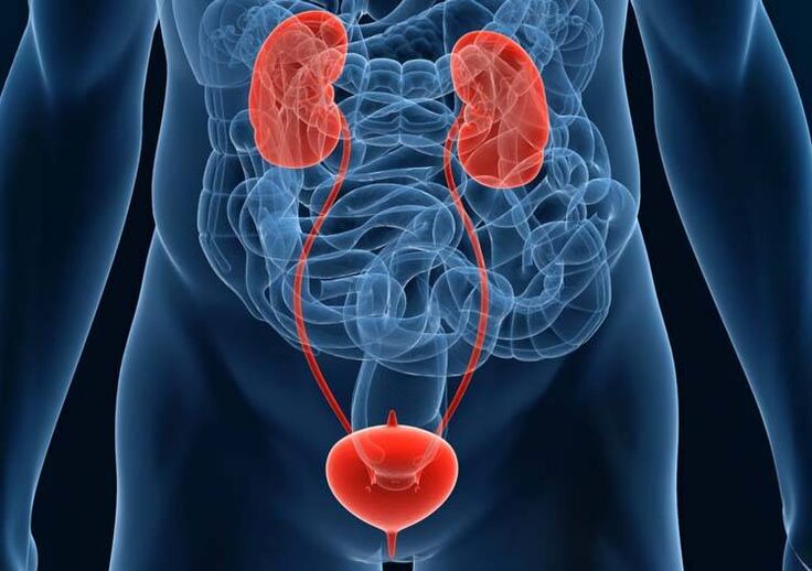 Diseases of the genitourinary system can lead to potency problems