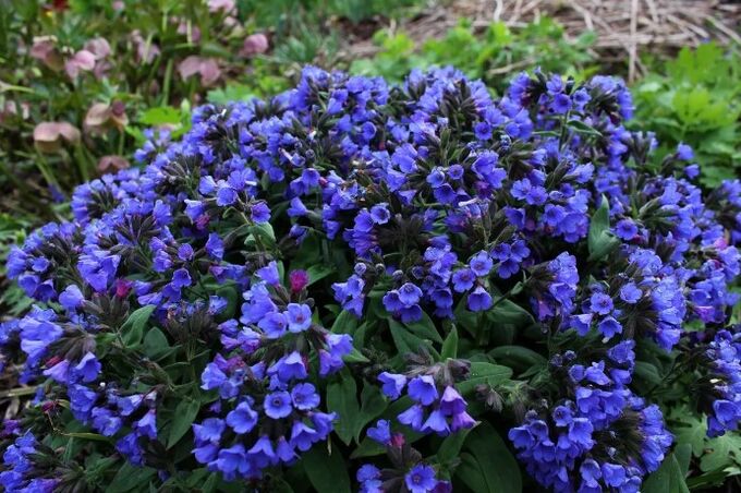 Meninitsa flowers